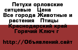 Петухи орловские ситцевые › Цена ­ 1 000 - Все города Животные и растения » Птицы   . Краснодарский край,Горячий Ключ г.